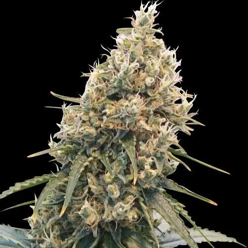 Berry Cheese CBD - Imagem 4