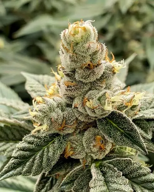 GMO – Fot.feminizada – BSF – Pack com 4 UNIDADES ( Limited Edition )