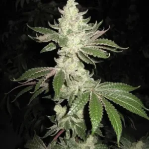 SAN FERNANDO VALLEY ( OG KUSH ) "Sfv Og x Afghaní # 1" Fotoperíodo Feminizada - LatitudSurSeeds
