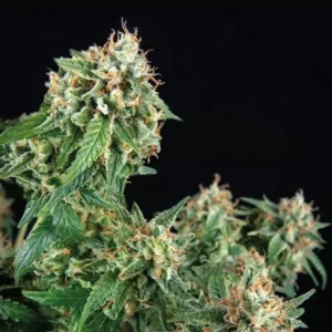 69 G – Fotoperiodo – TRIKOMA SEEDS