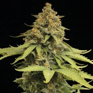 AK 47 – Foto.Feminizada – Pack com 3 Unidades – Santa Semente