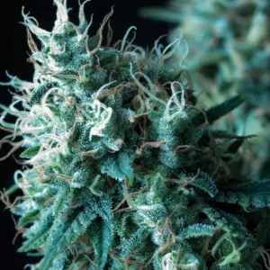 AK 74 – Fotoperiodo "FAST VERSION"– TRIKOMA SEEDS