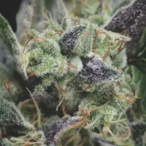 GORILLA – Automatica – PYRAMID SEED'S