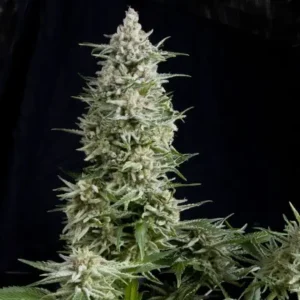 AMNESIA GOLD – Fotoperiodo – PYRAMID SEED’S