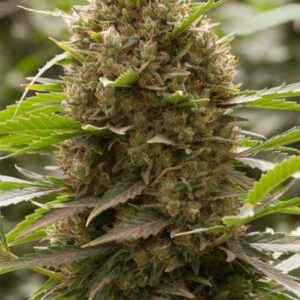 Amnesia Kush – Foto.Feminizada – Pack com 3 Unidades – Santa Semente