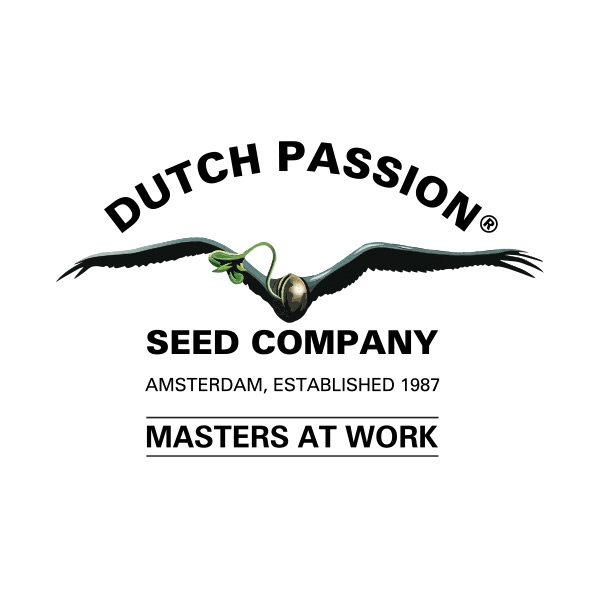 Amsterdam Amnesia®– Automática – Pack com 3 Unidades – Dutch Passion