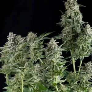 NORTHERN LIGHTS – Fotoperiodo – PYRAMID SEED’S