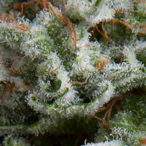 ANESTHESIA – Automatica – PYRAMID SEED’S