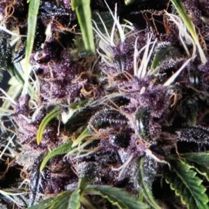 PURPLE – Automatica – PYRAMID SEED’S