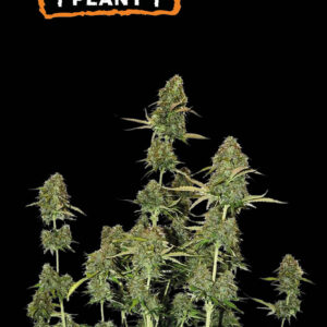 BCN Power Plant© – Automática – Pack com 3 Unidades – Seedstockers