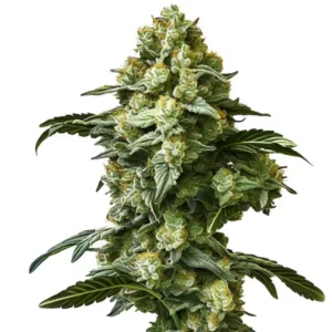 Banana Kush – Automática – Pack com 3 Unidades – Santa Semente