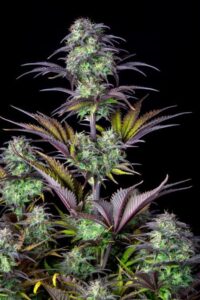 Blueberry  – Automática – Pack com 1 Unidade – Santa Semente