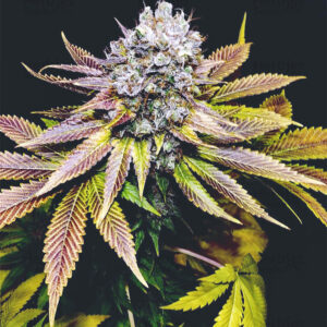 Blueberry – Foto.Feminizada – Pack com 3 Unidades – Santa Semente