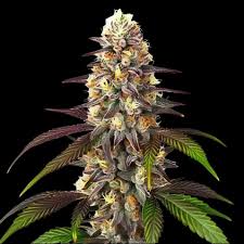 Blueberry Mazar – Automática – Pack com 3 Unidades – Santa Semente