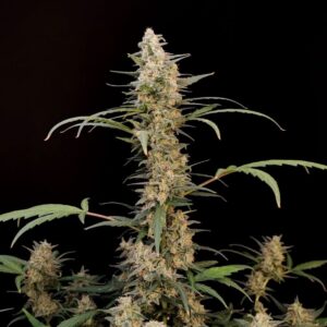 CRITICAL FASTBUD - Automatica - LatitudSurSeeds