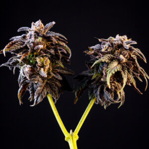 Cerezaz – Foto.Feminizada – Pack com 5 Unidades – Black Tuna