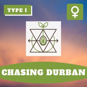 Chasing Durban THCV – Foto.Feminizada – Pack com 3+1 Unidades – Sativa Creations