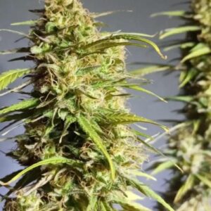 Citrus Limonia CBD – Foto.Feminizada – Pack com 5 Unidades – Black Tuna