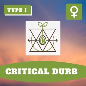 Critical Durb THCV – Foto.Feminizada – Pack com 3+1 Unidades – Sativa Creations