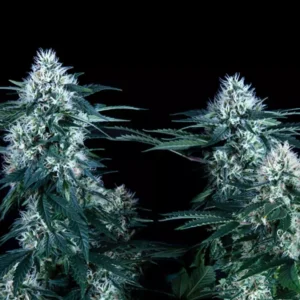 CRITICAL PLUS – Fotoperiodo "FAST VERSION" – TRIKOMA SEEDS