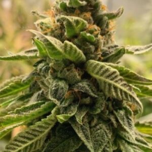 DOUBLE OG HAZE – Fotoperiodo – PYRAMID SEED'S