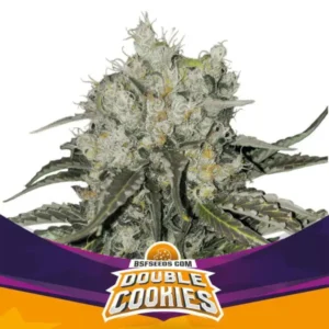 Double Cookies - Automatica - BSF - Pack com 4 UNIDADES