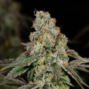 Do Si Dos  – Automática – Pack com 3 Unidades – Santa Semente