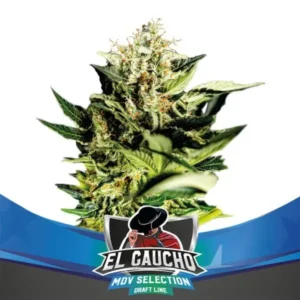 El Gaucho - Faster Flowering - Fot.Feminizada - BSF - Pack com 4 UNIDADES