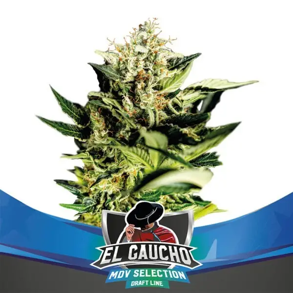 El Gaucho - Faster Flowering - Fot.Feminizada - BSF - Pack com 4 UNIDADES