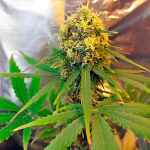 FRESH CANDY – Automatica – PYRAMID SEED’S