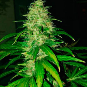 FRESH CANDY – Fotoperiodo – PYRAMID SEED’S