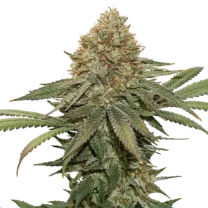 FRUIT CAKE CBD - Fotoperíodo Feminizada - LatitudSurSeeds