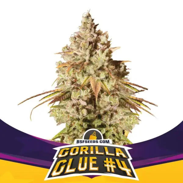 Gorilla Glue #4 - Feminizada - BSF - Pack com 4 UNIDADES