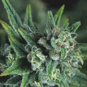 GALAXY – Fotoperiodo "FAST VERSION"  – PYRAMID SEED'S