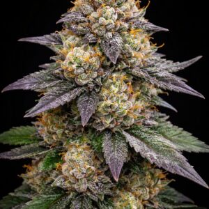 Strawberry Garlic Banana – Foto.Feminizada – Pack com 3 Unidades – Santa Semente