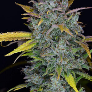 Gelato – Automática – Pack com 3 Unidades – Santa Semente