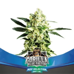 GORILLA GLUE - Faster Version - Foto.Feminizada - BSF - Pack com 4 UNIDADES