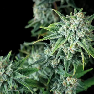 GORILLA – Fotoperiodo " FAST VERSION – TRIKOMA SEEDS