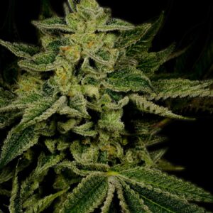 JACK HERER – Automatica –  TRIKOMA SEEDS