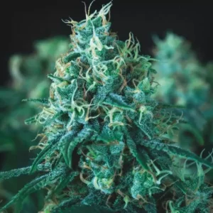 KRYPTONITE – Fotoperiodo "FAST VERSION" – PYRAMID SEED’S