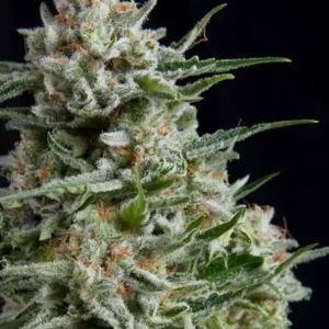 LEMON LARRY OG – Fotoperiodo – PYRAMID SEED'S