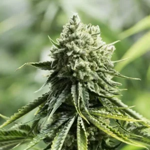 CRITICAL LEMON  Fotoperíodo Feminizada  - LatitudSurSeeds