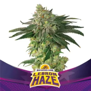 Lebron Haze XXL - Automatica  - BSF - Pack com 4 UNIDADES