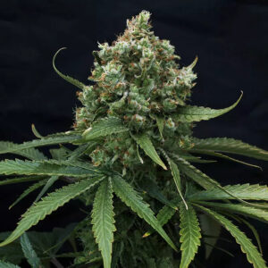 Lemon Haze – Automática – Pack com 1 Unidade – Santa Semente