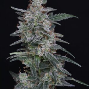 MAC – Foto.Feminizada – Pack com 3 Unidades – Santa Semente