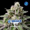 G-Mint – Feminizada – BSF – Pack com 4 UNIDADES
