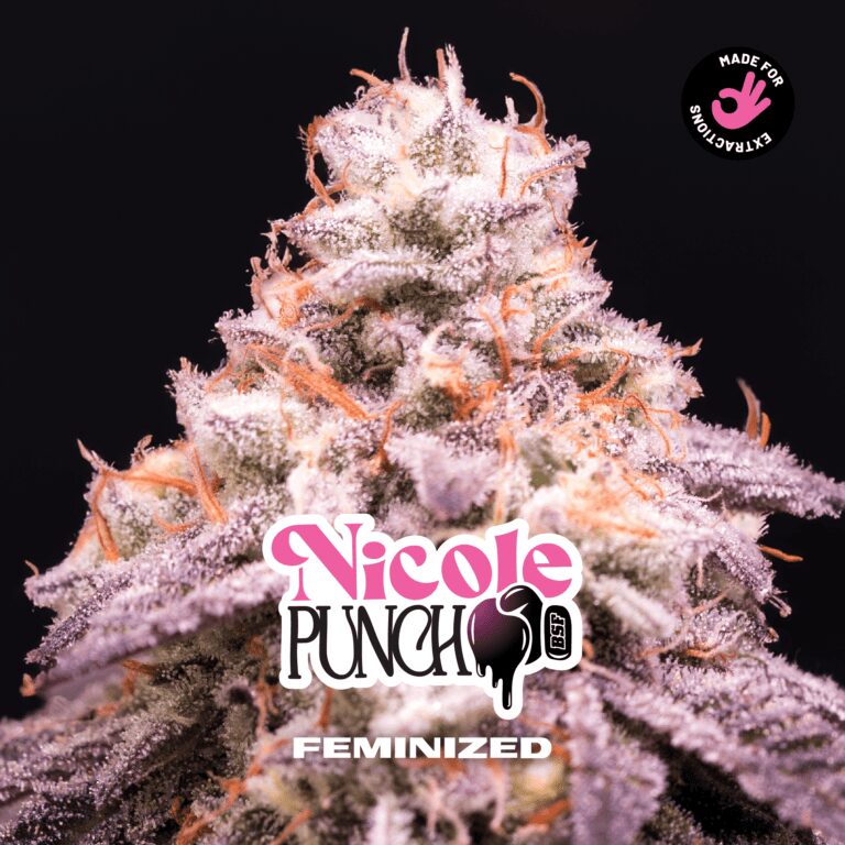 Nicole Punch – Feminizada – BSF – Pack com 4 UNIDADES