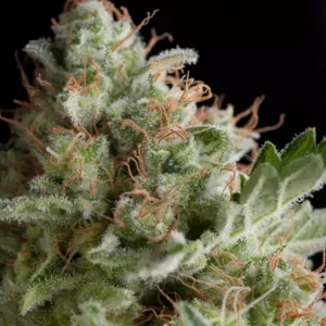 MENDOCINO PURPLE KUSH – Fotoperiodo – PYRAMID SEED’S