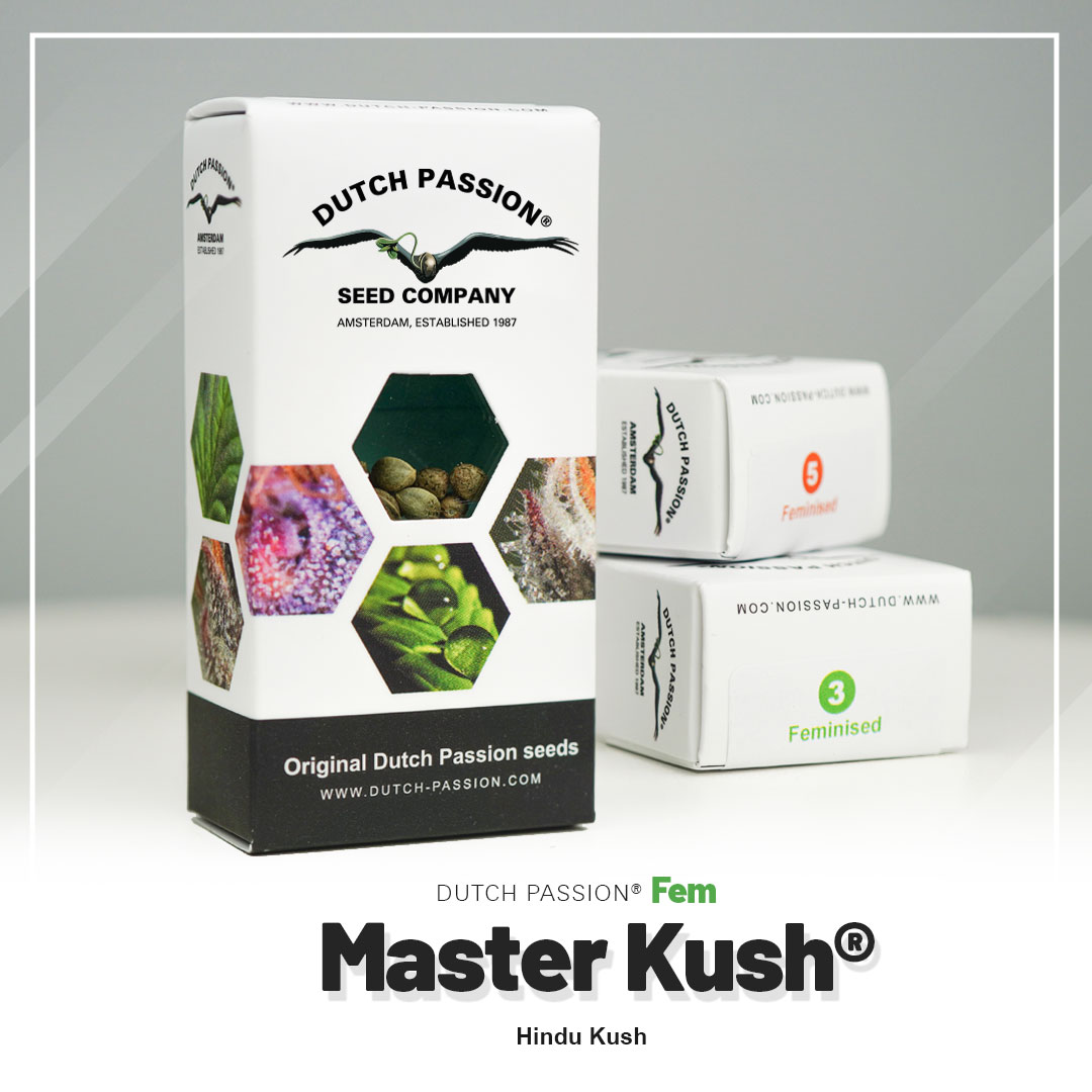 Master Kush – Foto.Feminizada – Pack com 3 Unidades – Dutch Passion