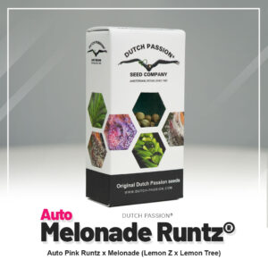 Melonade Runtz – Automática – Pack com 3 Unidades – Dutch Passion